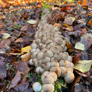 Porcelain Fungus