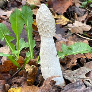 Unknown Species