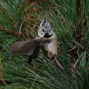 Crested Tit