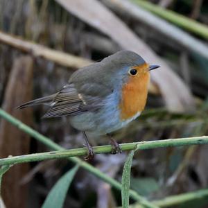 European Robin