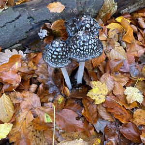 Unknown Species
