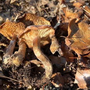 Unknown Species