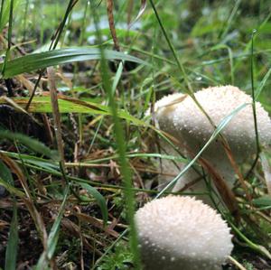 Gem-studded Puffball