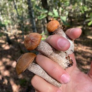 Orange Birch Bolete