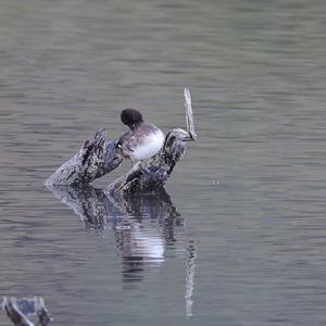 Tufted Duck