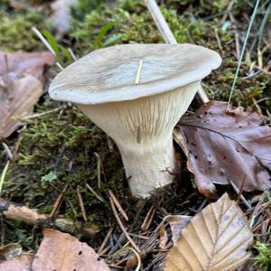 Sweetbread Mushroom