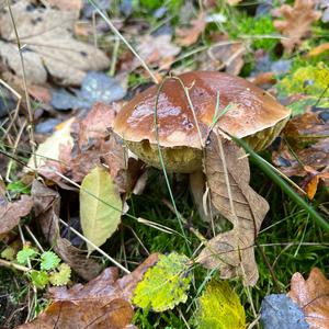 King Bolete