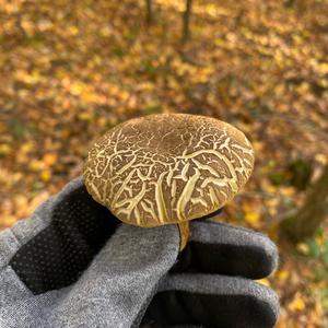 Yellow-cracked Bolete