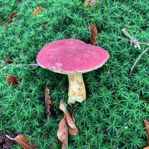 Unknown Species