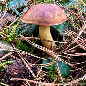 Bay Bolete