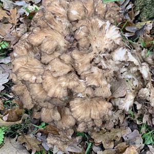 Hen-of-the-Woods