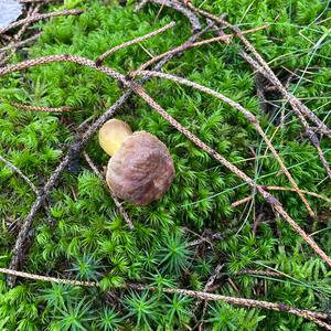 King Bolete