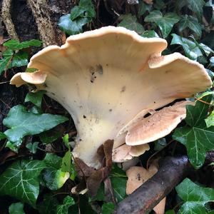 Unknown Species