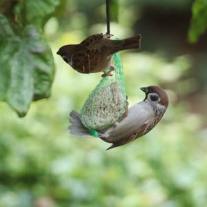 Eurasian Tree Sparrow