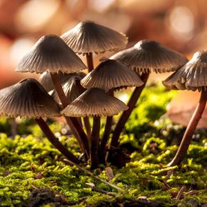 Unknown Species