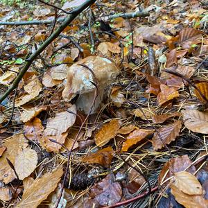 King Bolete