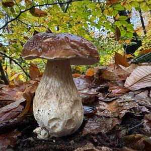 King Bolete