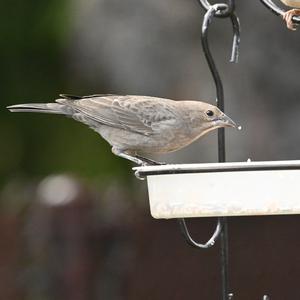 Brown-headed Cowbird