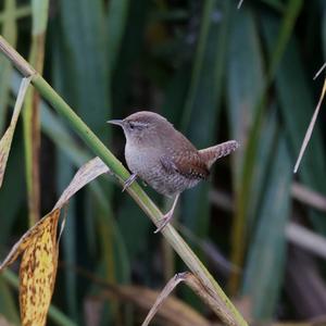 Winter Wren