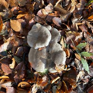 Unknown Species