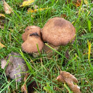 Scarlet-stemmed Bolete