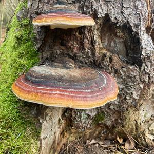 Red-belted Polypore