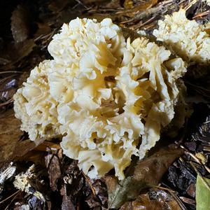 Eastern Cauliflower Mushroom