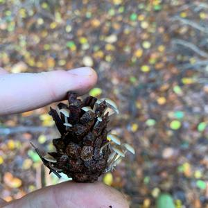 Unknown Species