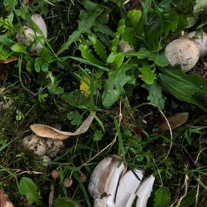 Unknown Species