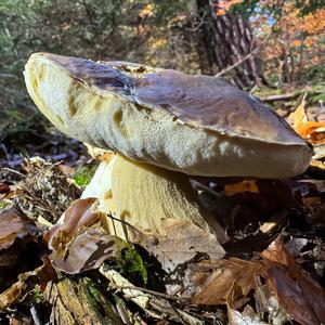 King Bolete