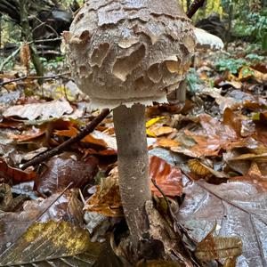 Parasol Mushroom