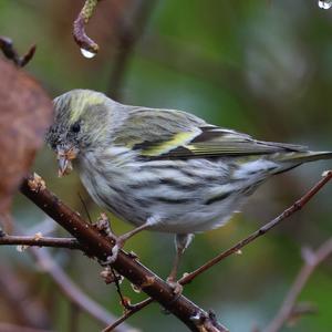 Eurasian Siskin