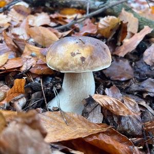 King Bolete