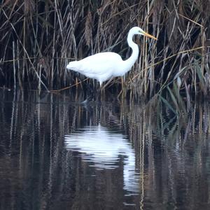 Great Egret