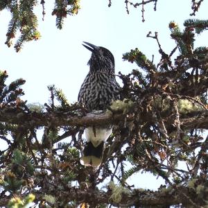 Spotted Nutcracker