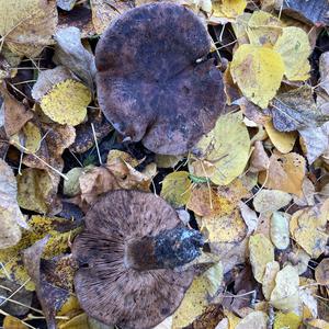 Unknown Species