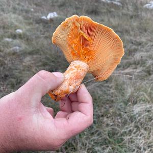 Unknown Species