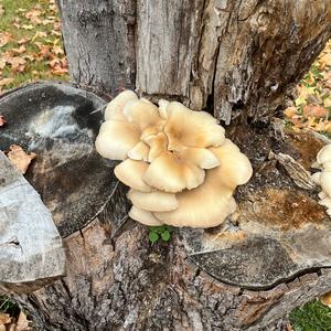 Unknown Species