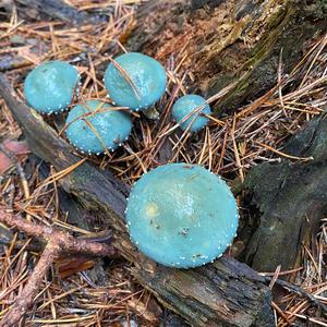 Green Stropharia