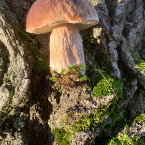 King Bolete