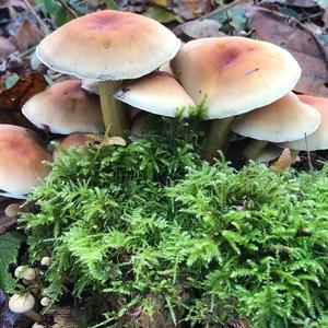 Unknown Species
