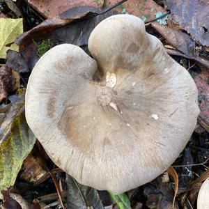 Cloudy Clitocybe