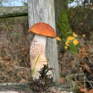 Orange Birch Bolete