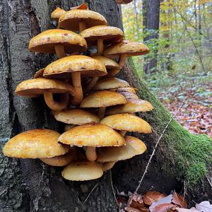 Golden Pholiota