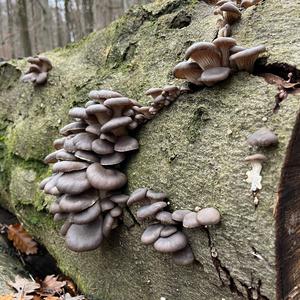 Oyster Mushroom