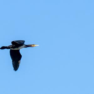 Great Cormorant