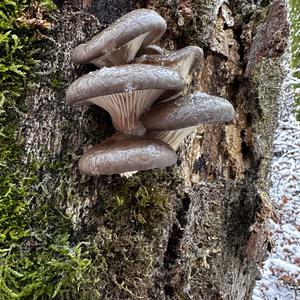 Oyster Mushroom