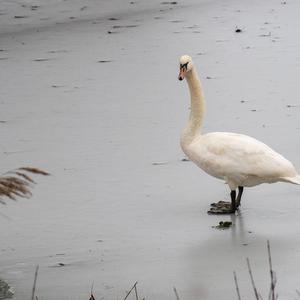 Höckerschwan