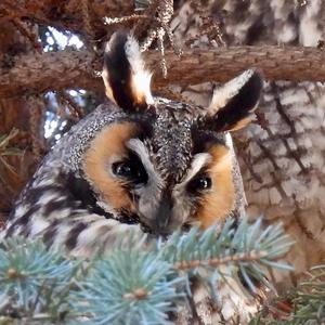 Long-eared Owl