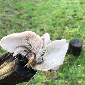 Oyster Mushroom